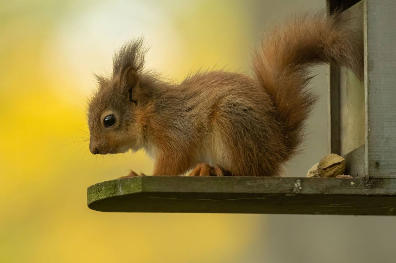 Benefits of Feeding Squirrels: Tips for a Wildlife-Friendly Garden